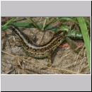 Lacerta agilis - Zauneidechse w21b - mit Tettigonia viridissima - Sandgrube OS-Wallenhorst.jpg